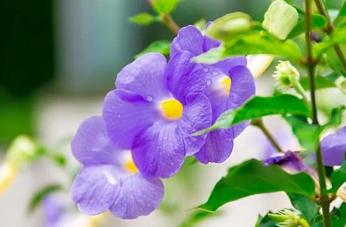Hotell Lilac Relax-residence