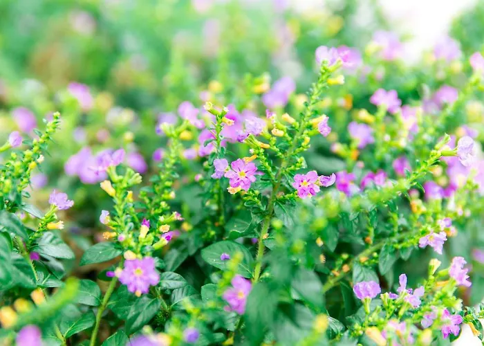 Lilac Relax-residence Hotel 3*